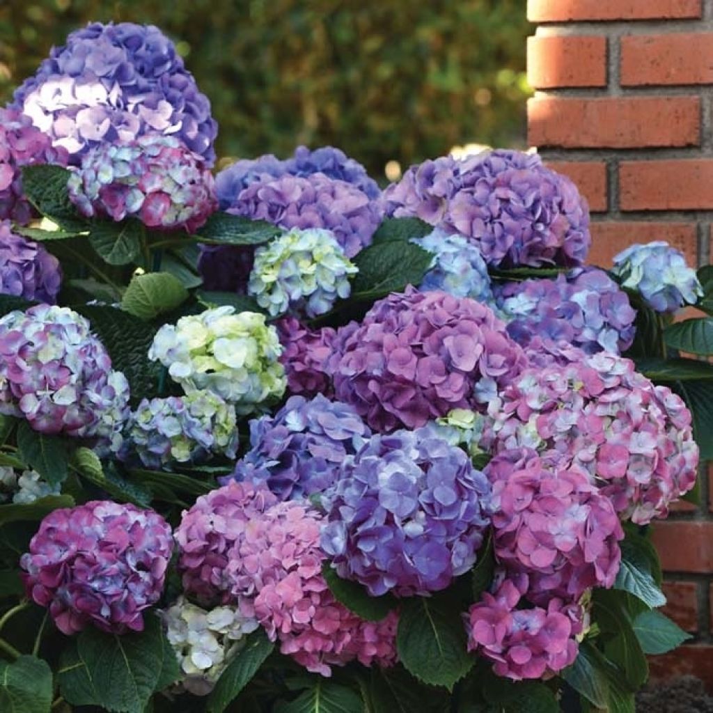 Hortensia - Hydrangea macrophylla L.A Dreamin