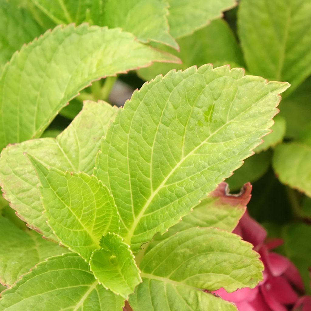 Hortensia macrophylla Eughen Hahn