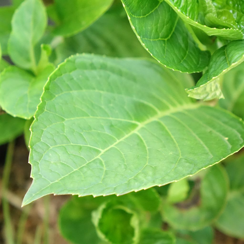 Hortensia macrophylla King George V