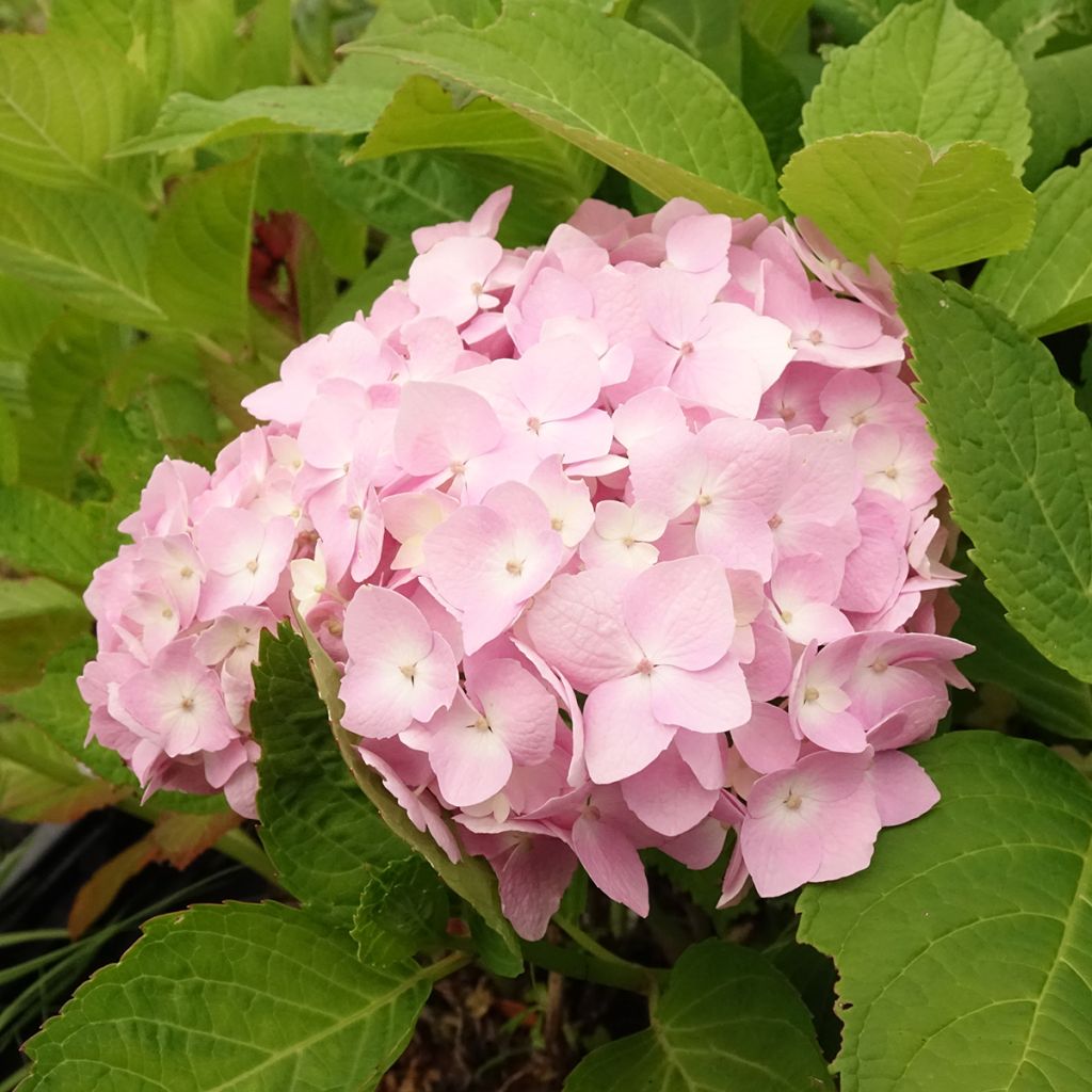 Hortensia macrophylla Madame Plumecoq