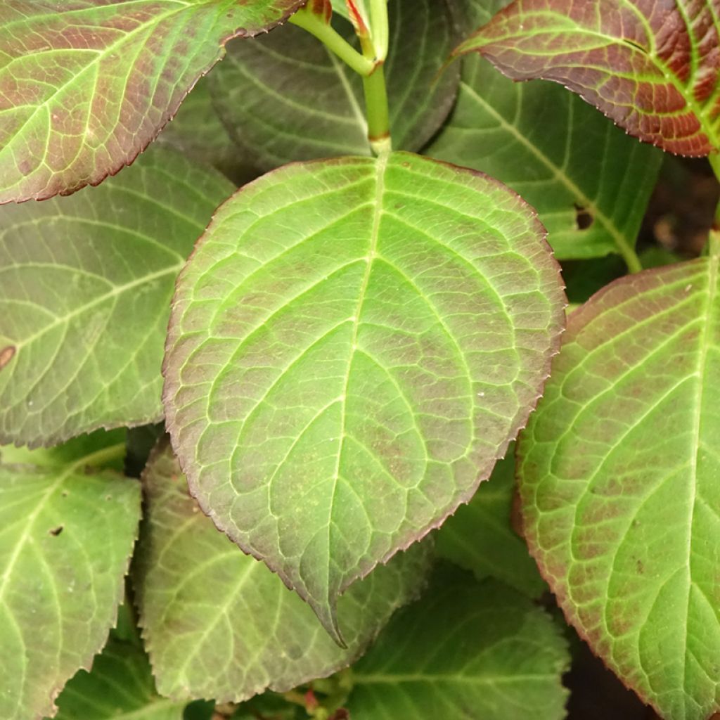 Hortensia - Hydrangea macrophylla Miss Saori