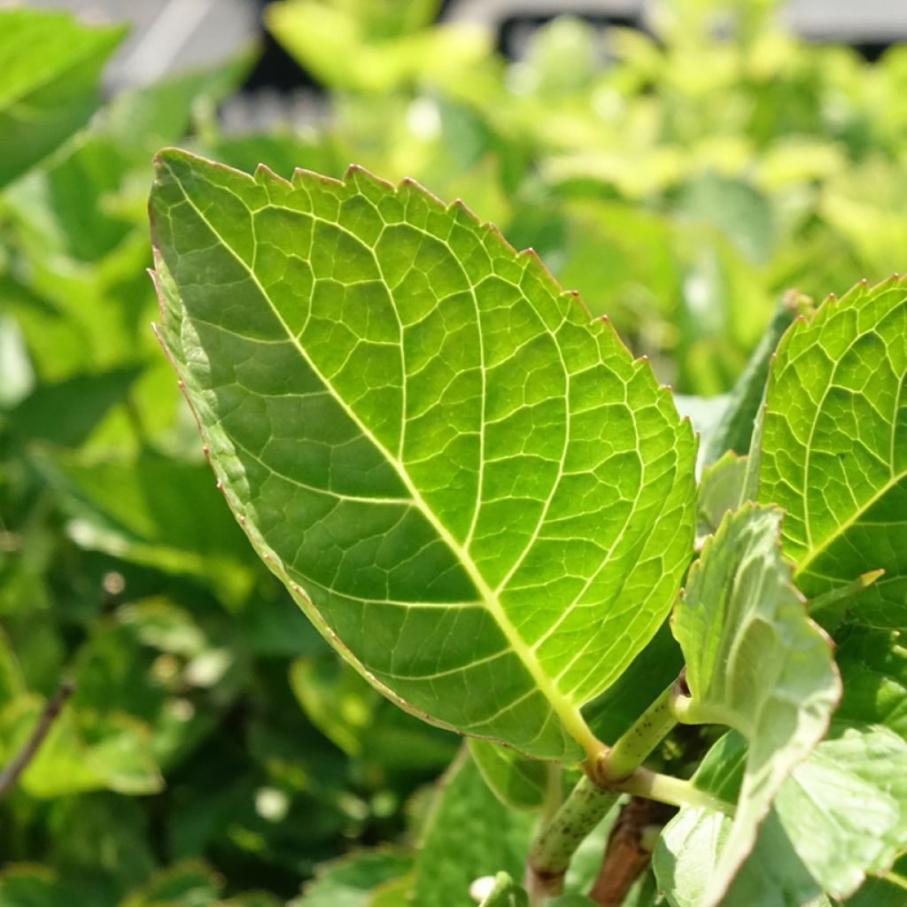 Hortensia macrophylla Rotkehlchen