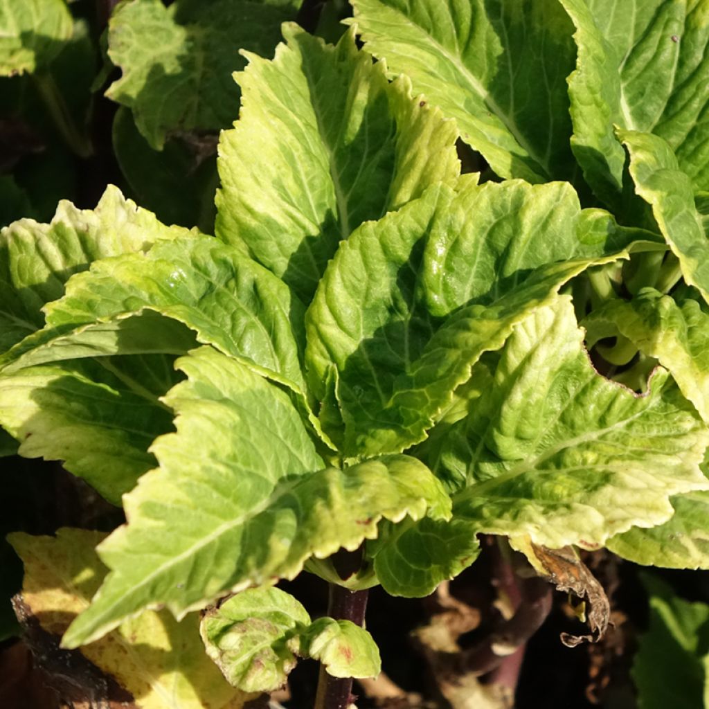 Hortensia macrophylla So Long Aya