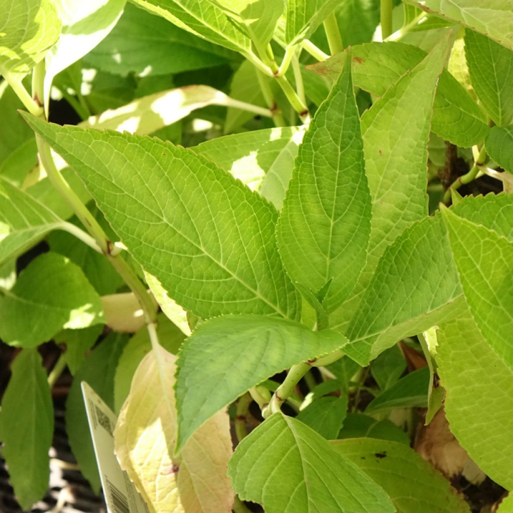 Hortensia macrophylla White Wave
