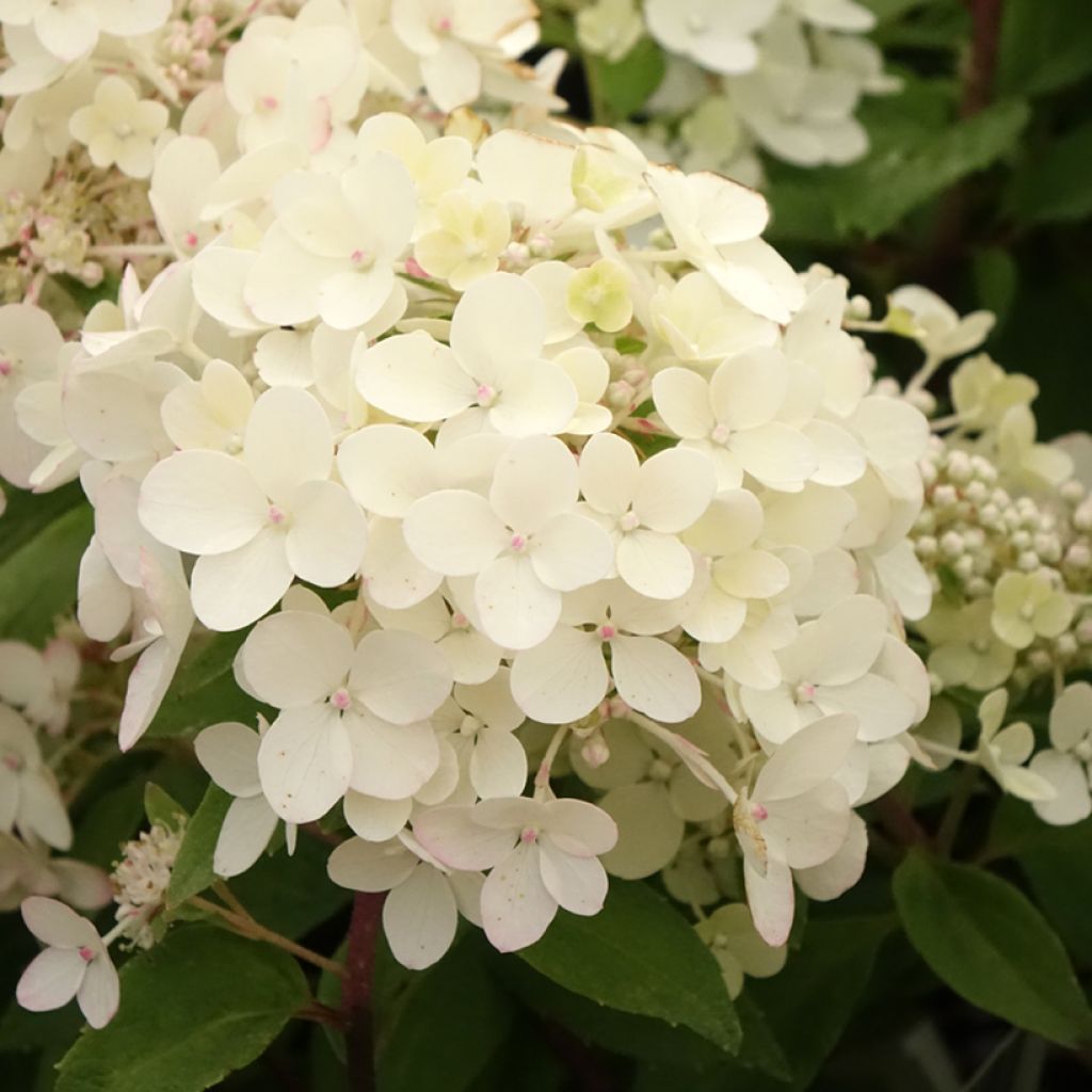 Hydrangea paniculata Petite Star - Hortensia paniculé