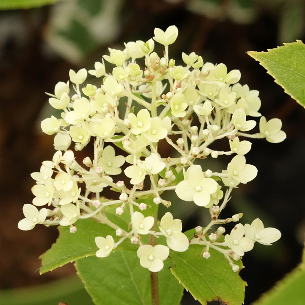 Hydrangea paniculata Pandora - Hortensia paniculé