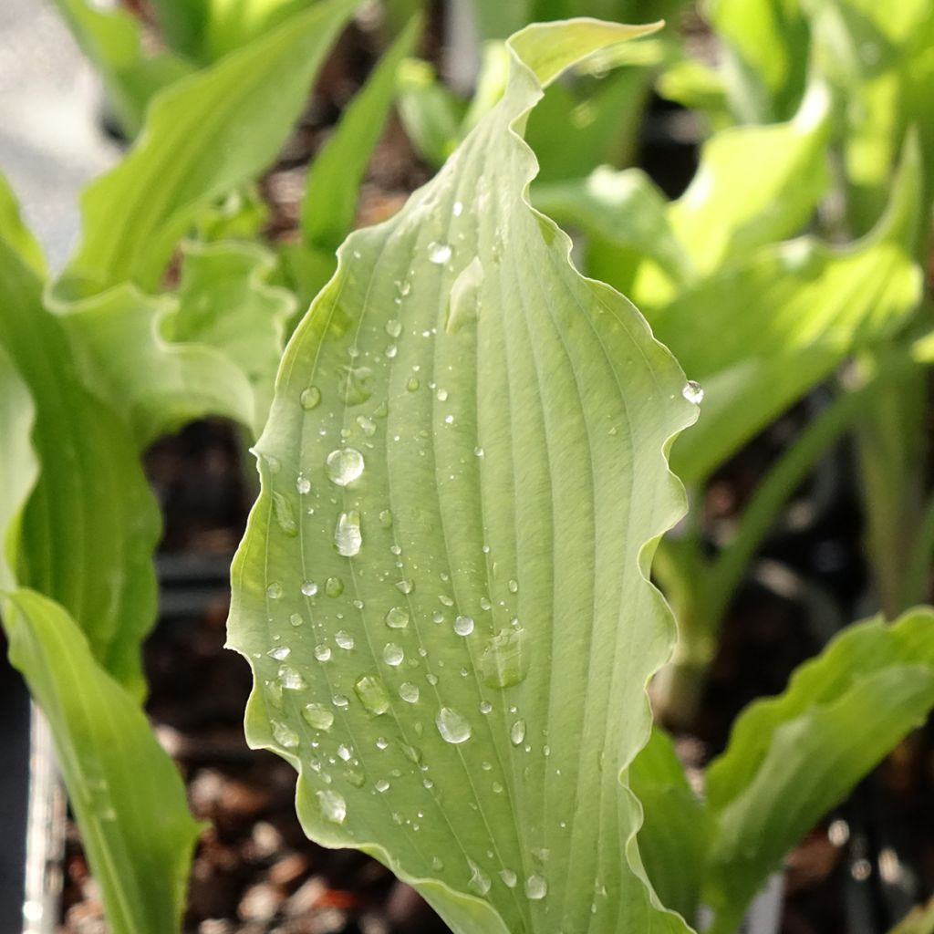 Hosta Atomic Elvis