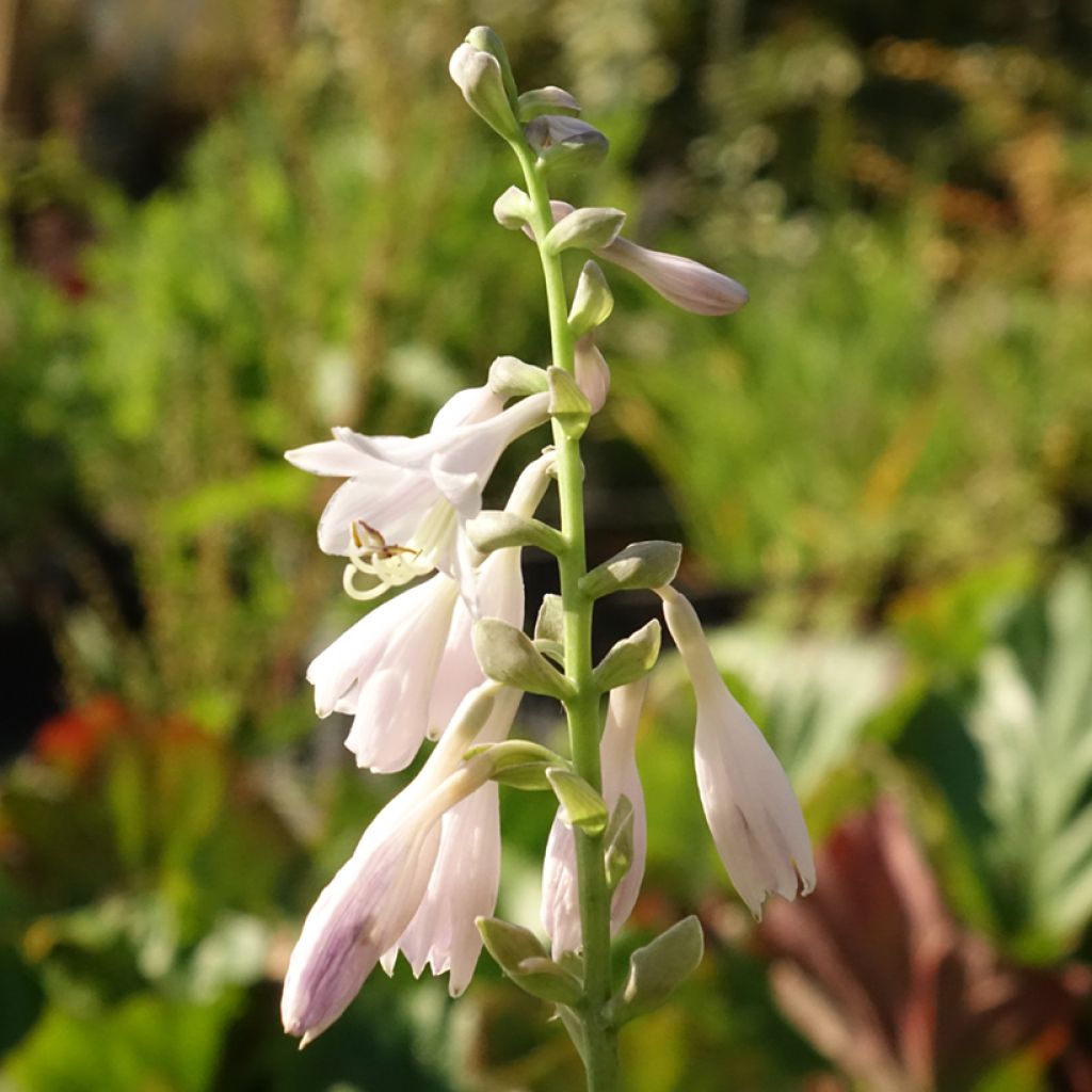 Hosta August Moon