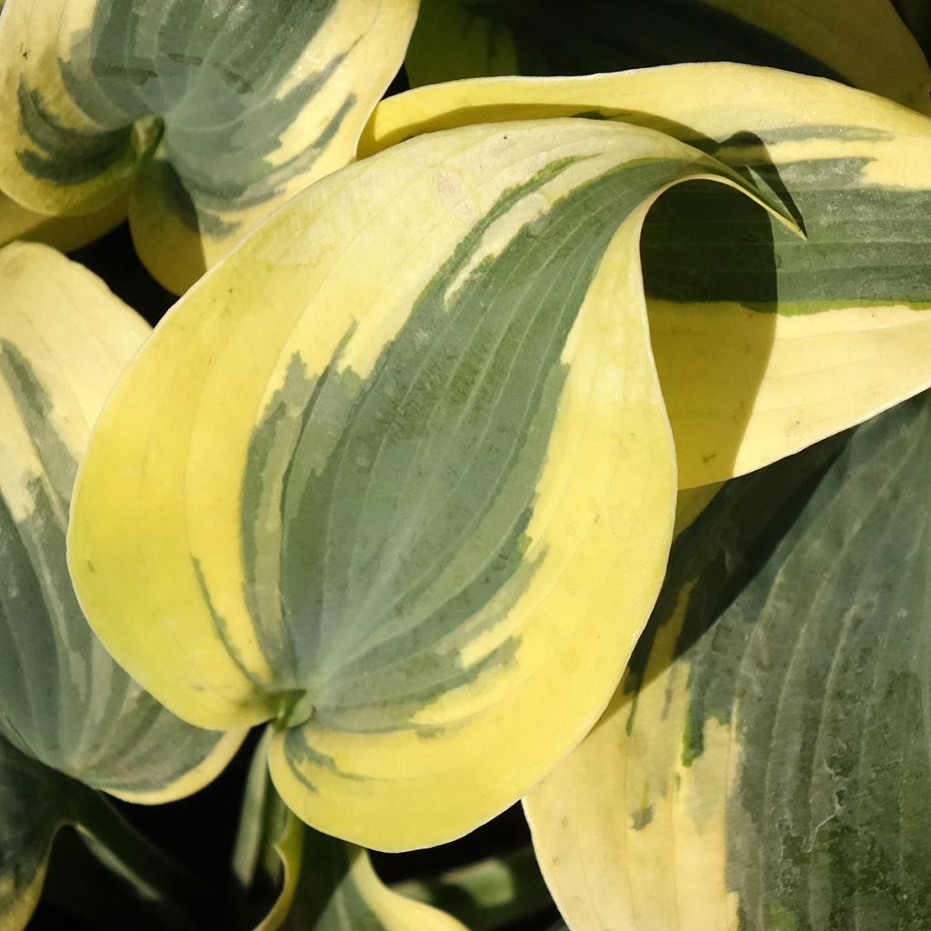 Hosta Autumn Frost