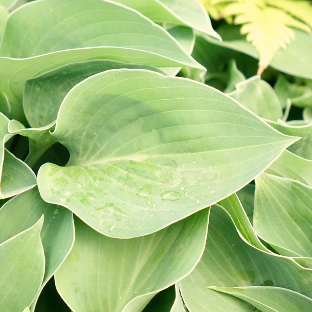 Hosta Blue Cadet