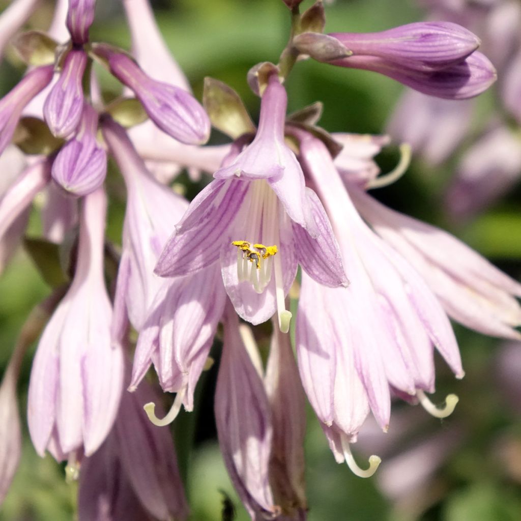 Hosta Blue Cadet