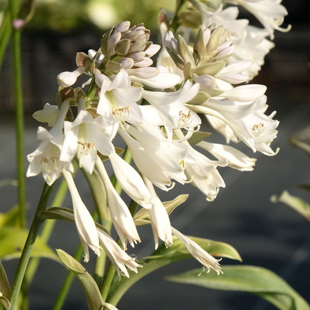 Hosta Blue Mammoth