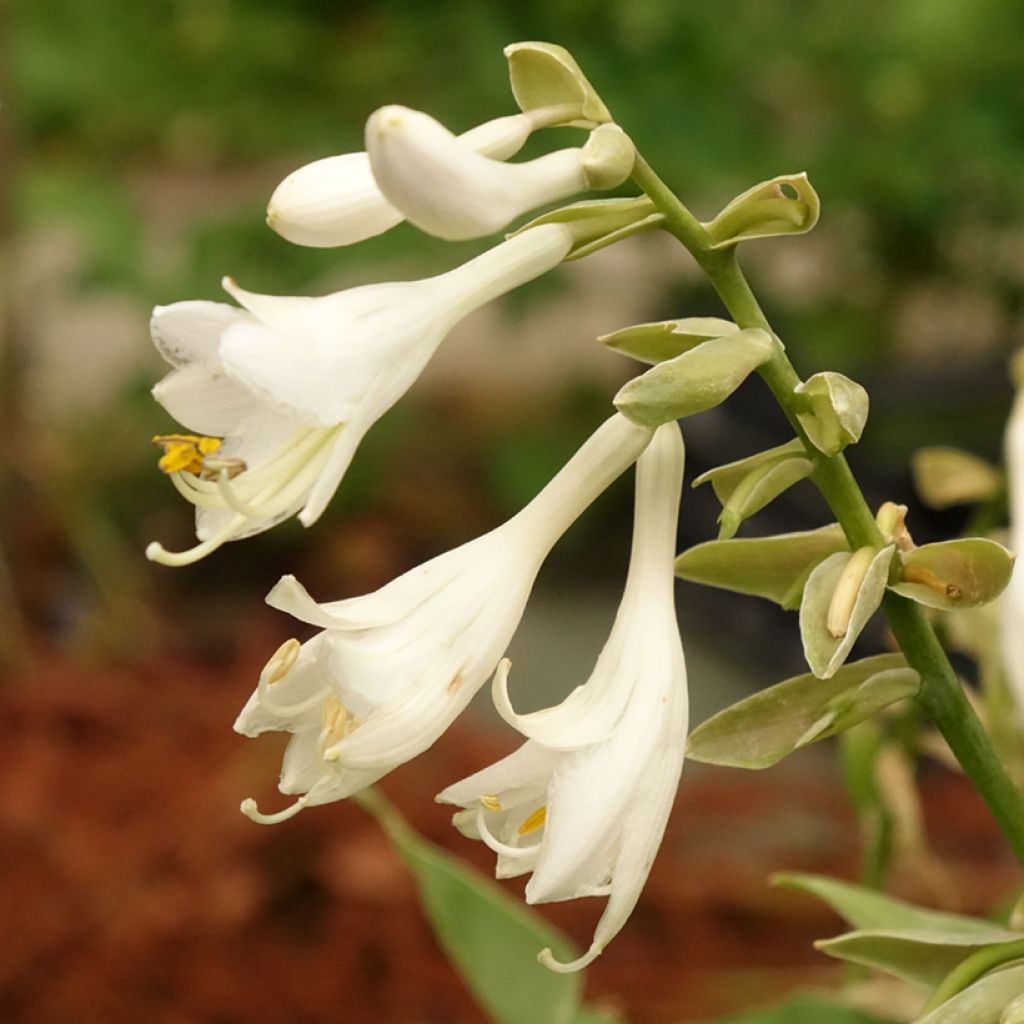 Hosta Bressingham Blue