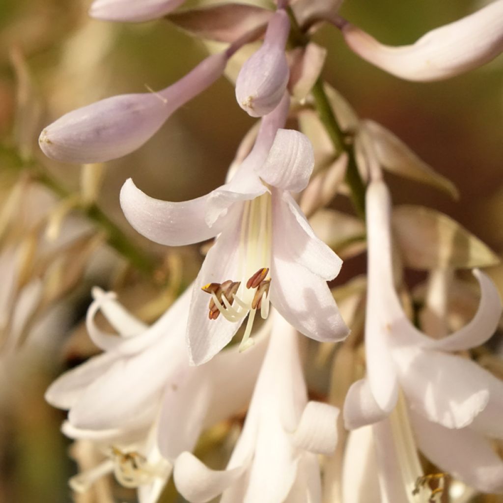 Hosta Bridal Falls