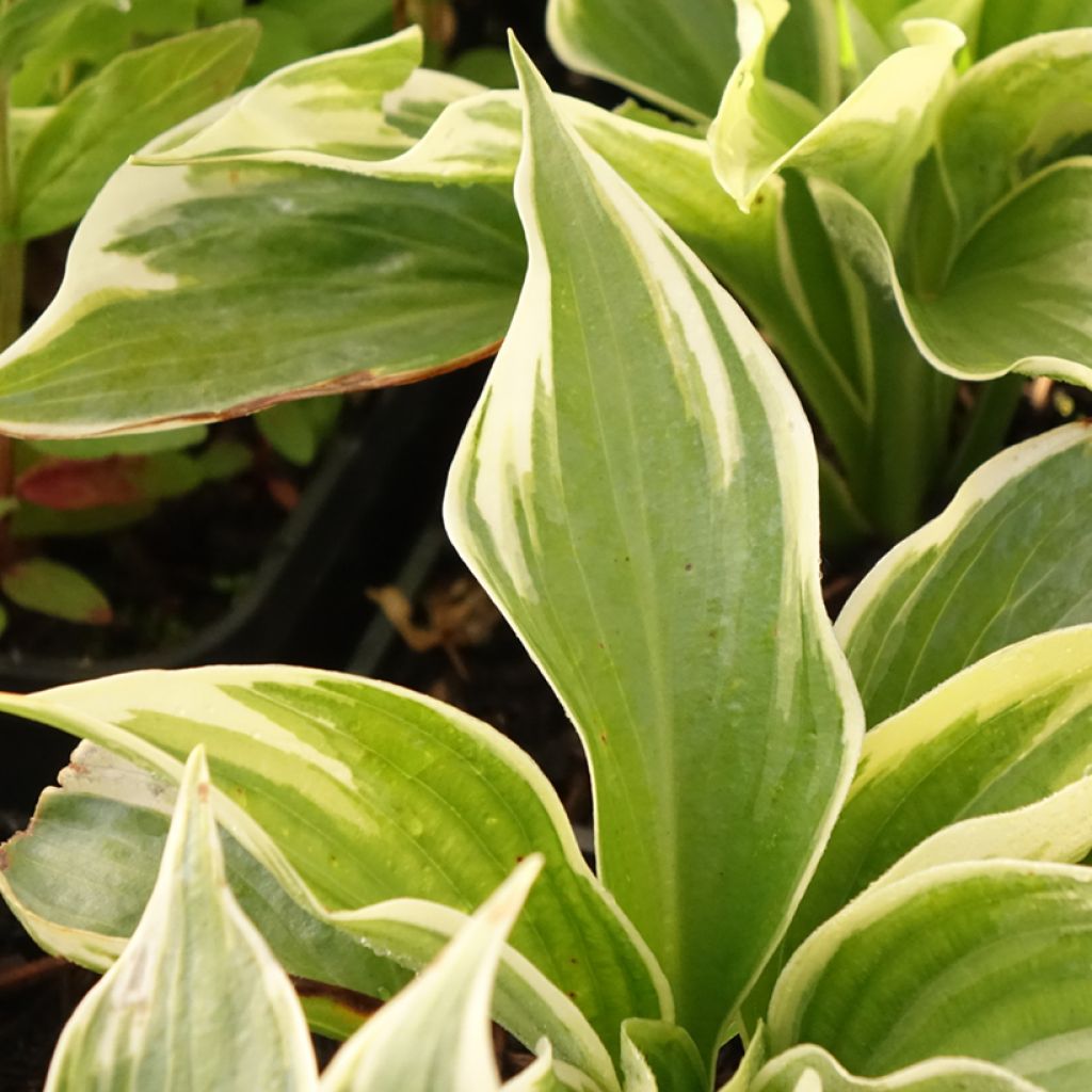 Hosta Broadway