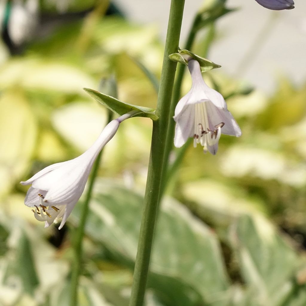 Hosta Broadway