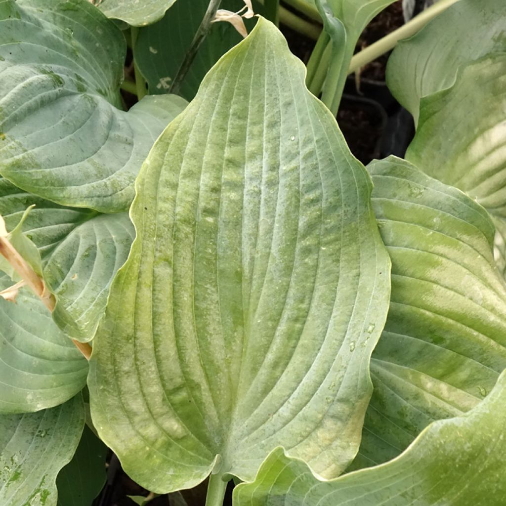 Hosta Diamond Lake