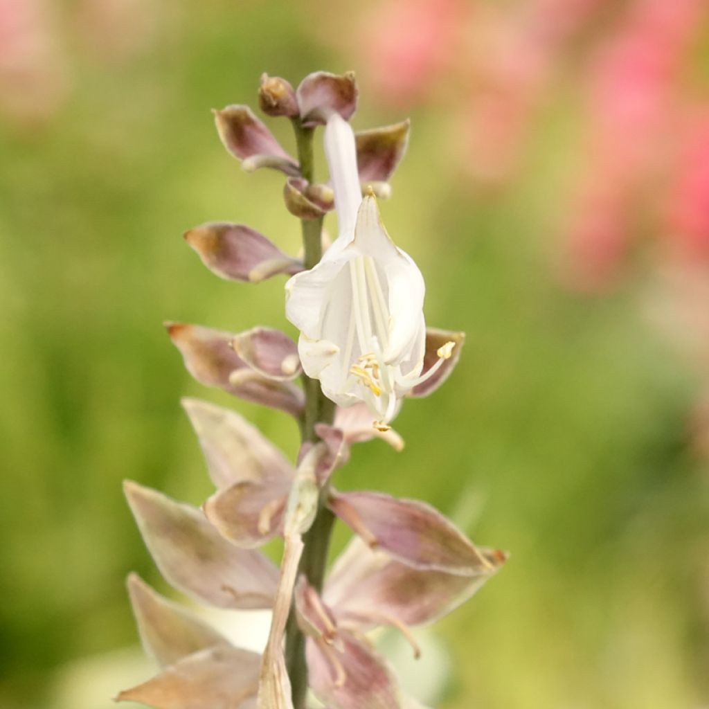 Hosta Diamond Lake