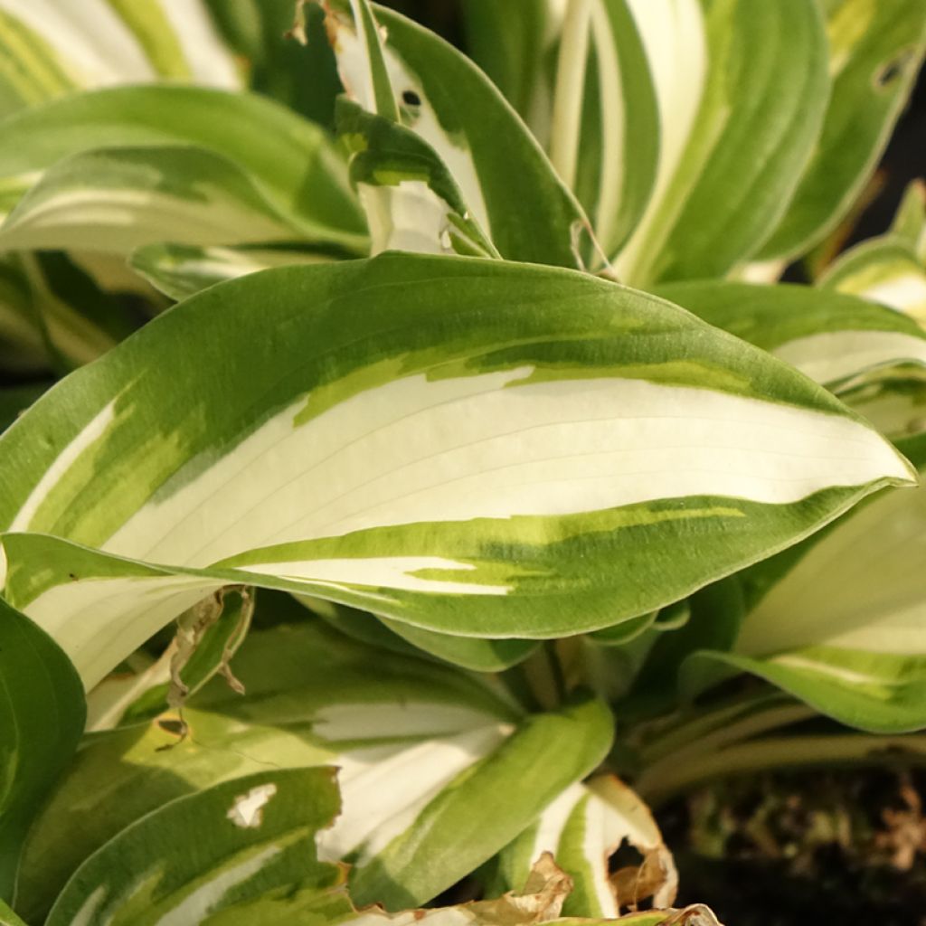 Hosta Enterprise