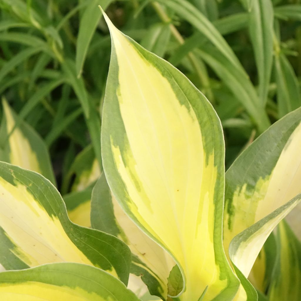 Hosta Forbidden Fruit