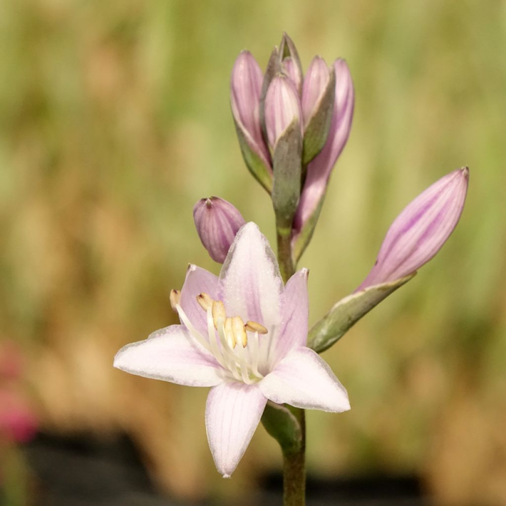 Hosta fortunei Twilight