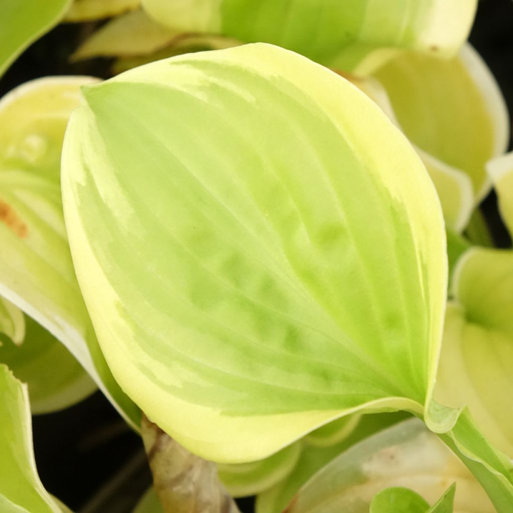 Hosta Fragrant Bouquet