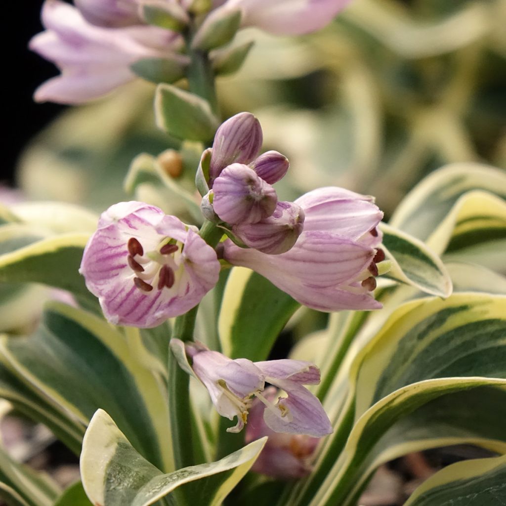 Hosta Frosted Mouse Ears