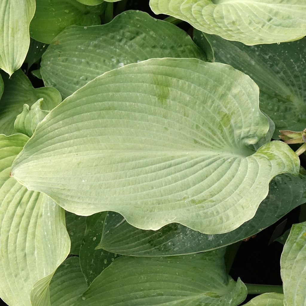 Hosta Guardian Angel