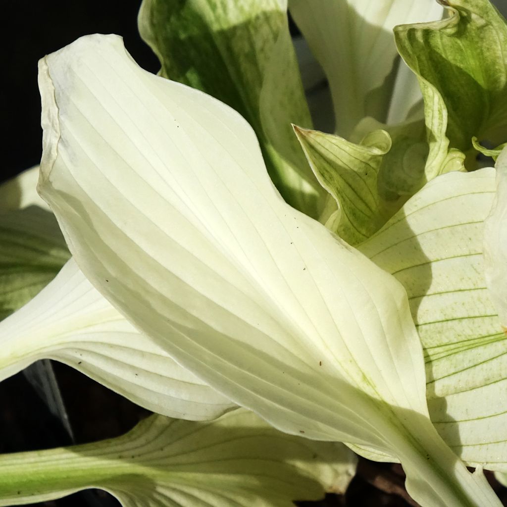 Hosta Improved White Feather