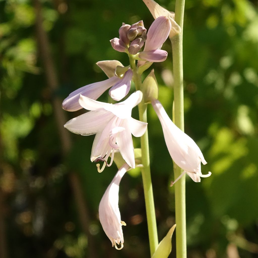 Hosta Ki Ren Jyaku