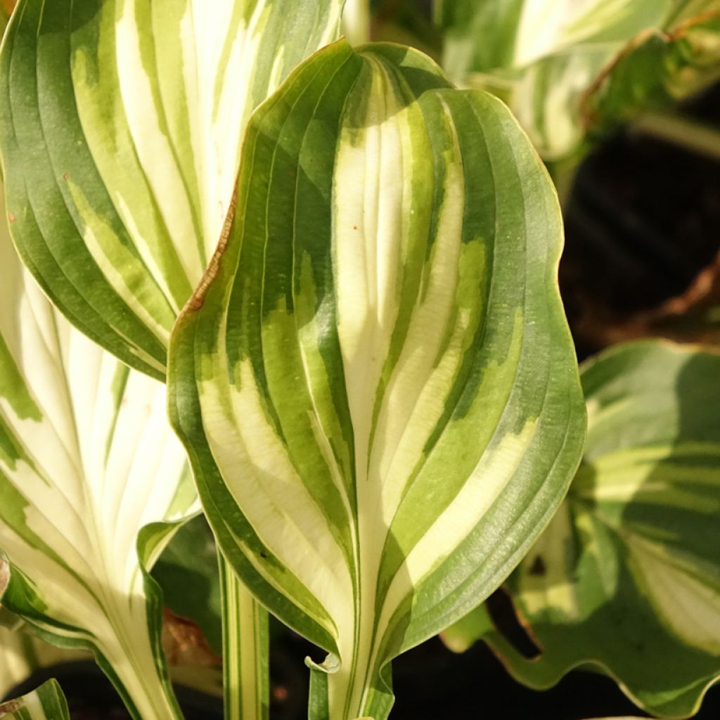 Hosta Lakeside Paisley Print