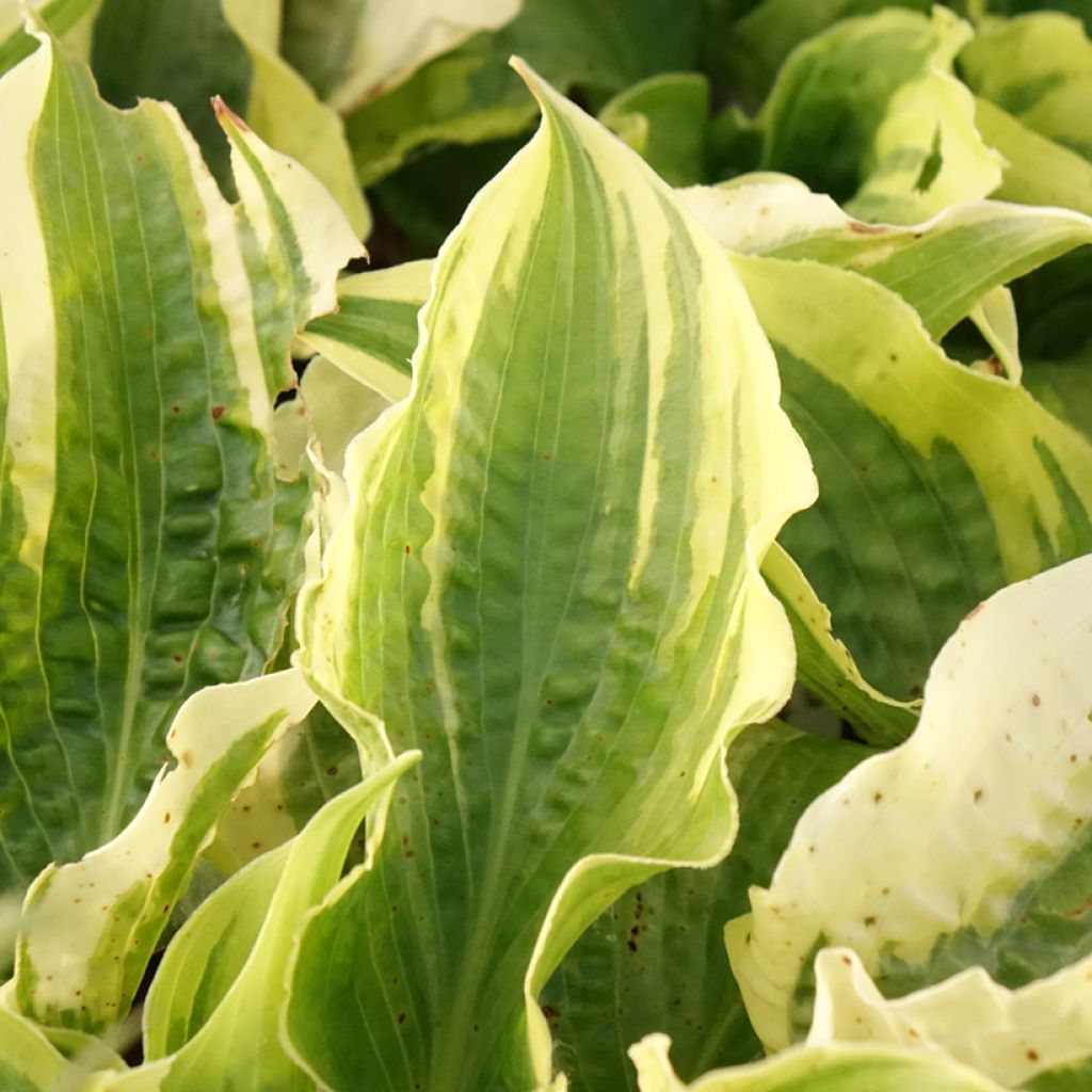 Hosta Lakeside Prophecy Fulfilled