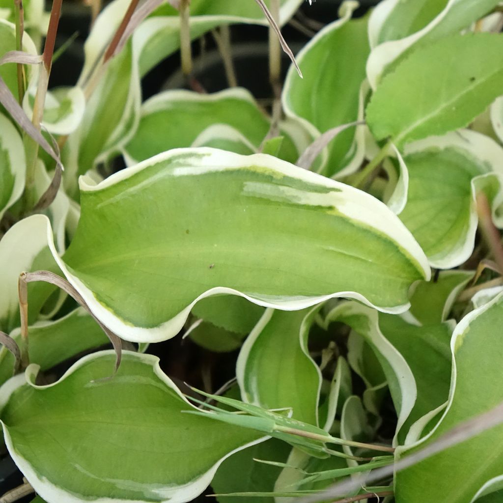 Hosta Let's Twist Again