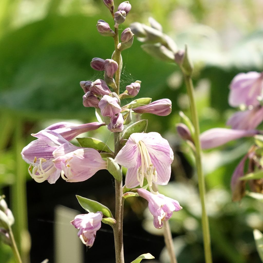 Hosta Limey Lisa