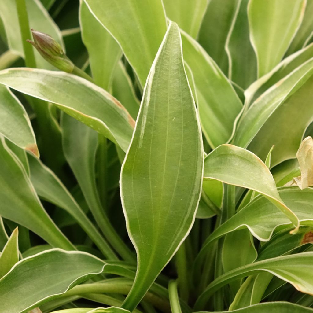 Hosta Little Devil