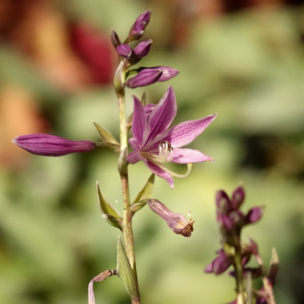 Hosta Little Devil