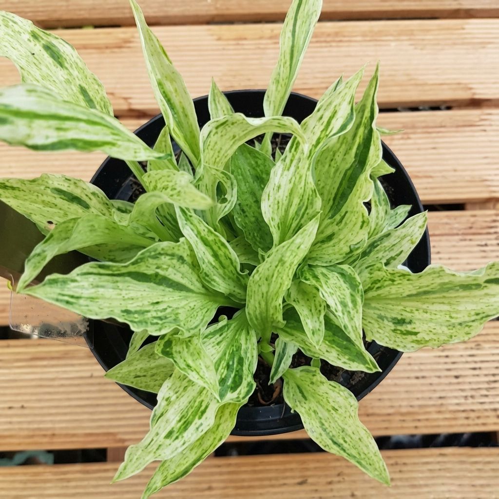 Hosta London Fog