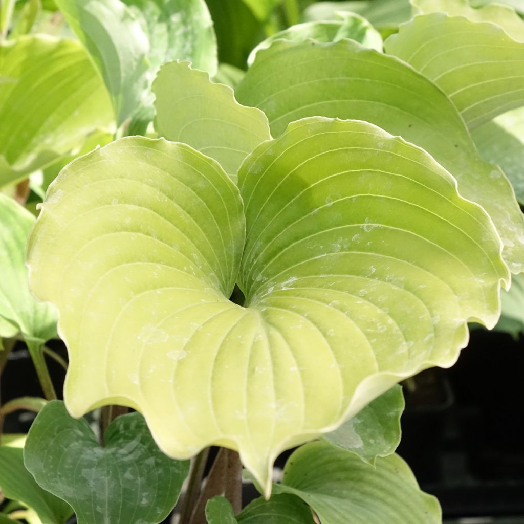 Hosta Marilyn Monroe