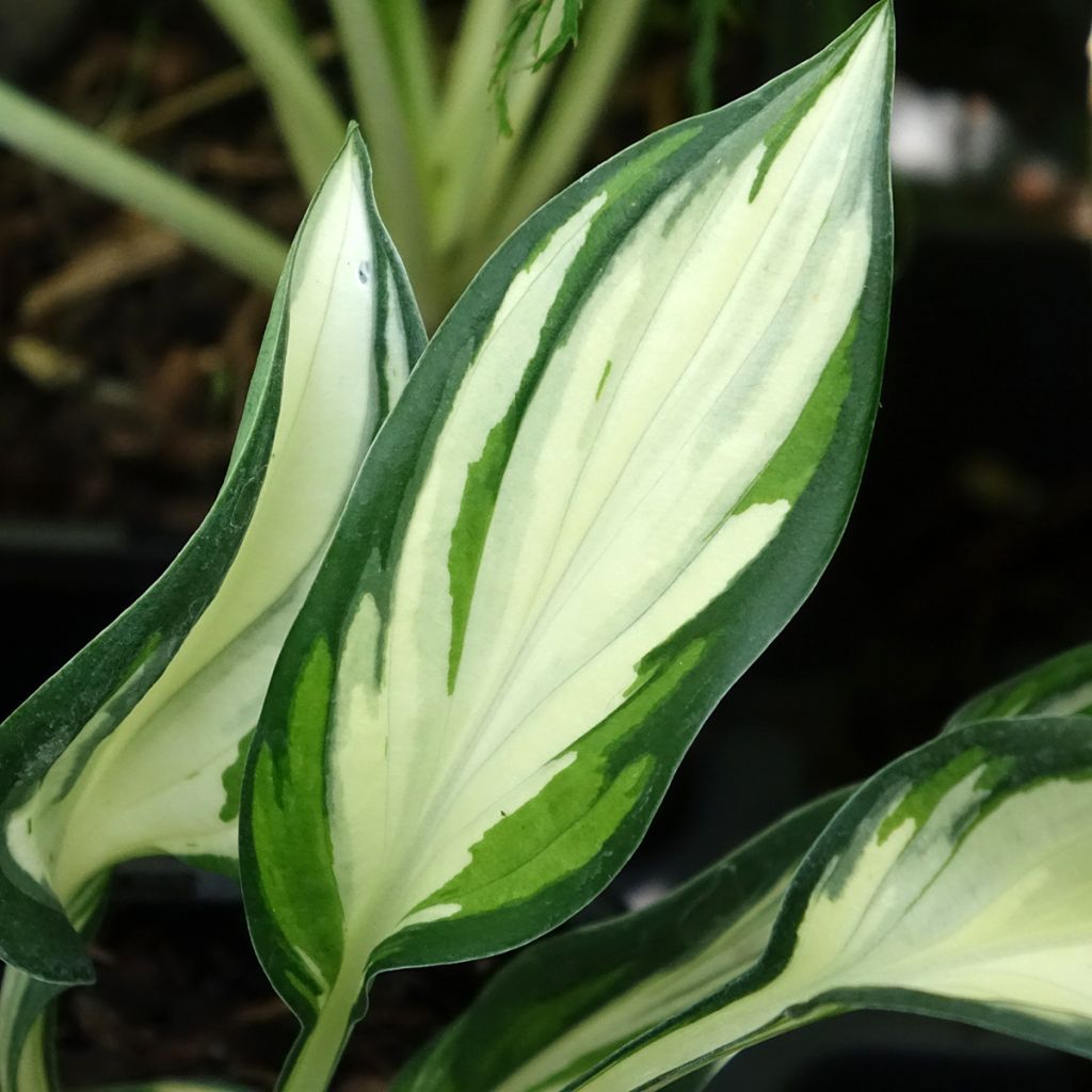 Hosta ou Funkia Fireworks