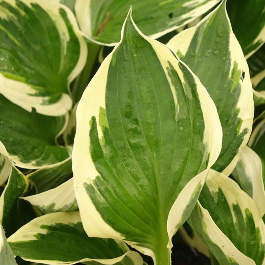 Hosta Patriot s Fire