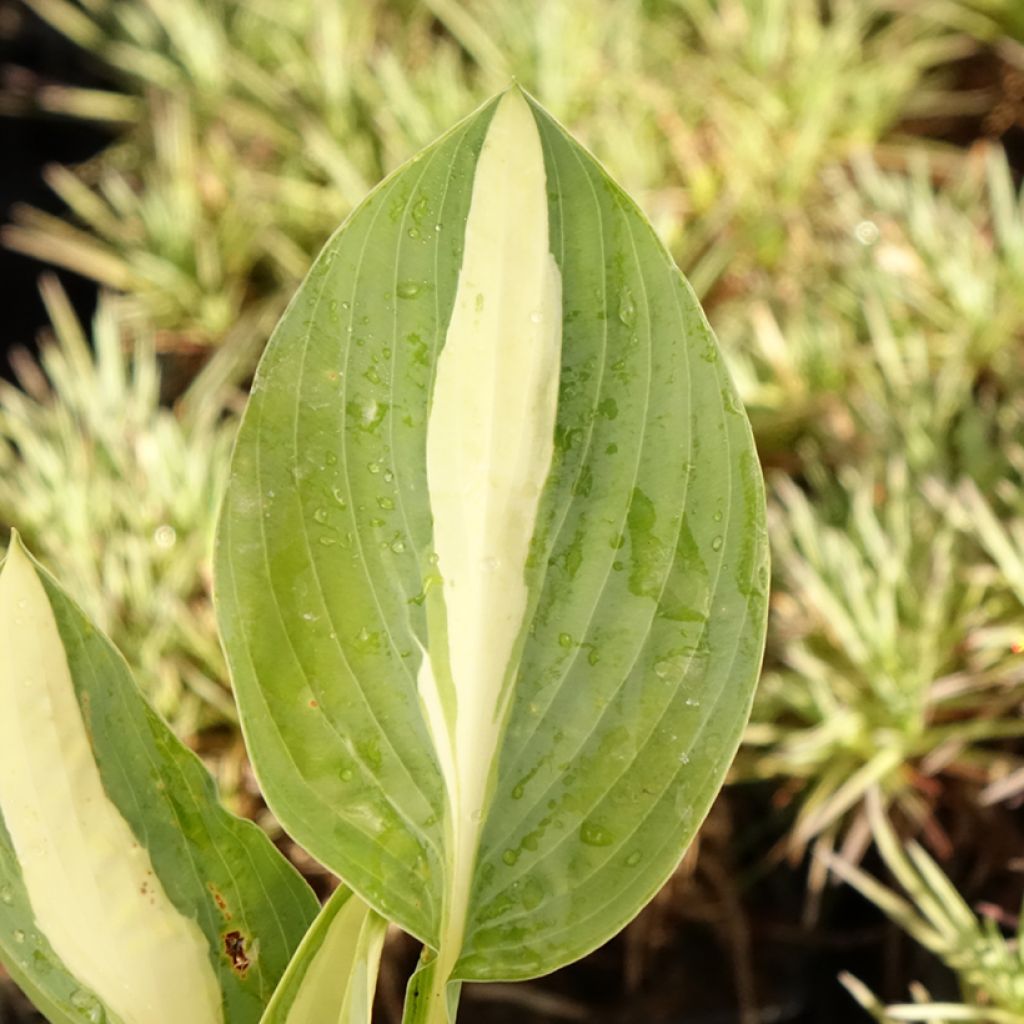 Hosta Pin Up