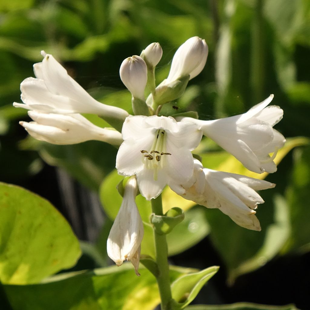 Hosta Pocketfull of Sunshine
