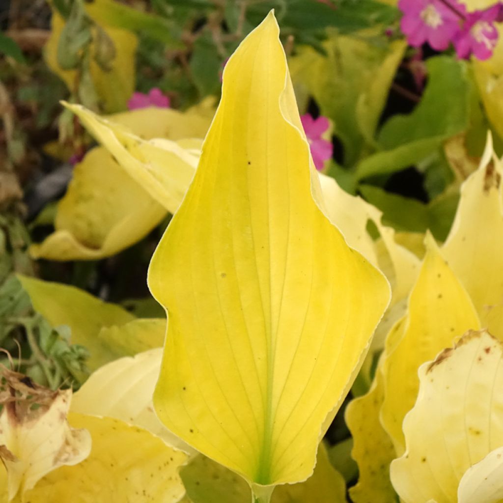 Hosta Ruffed Up