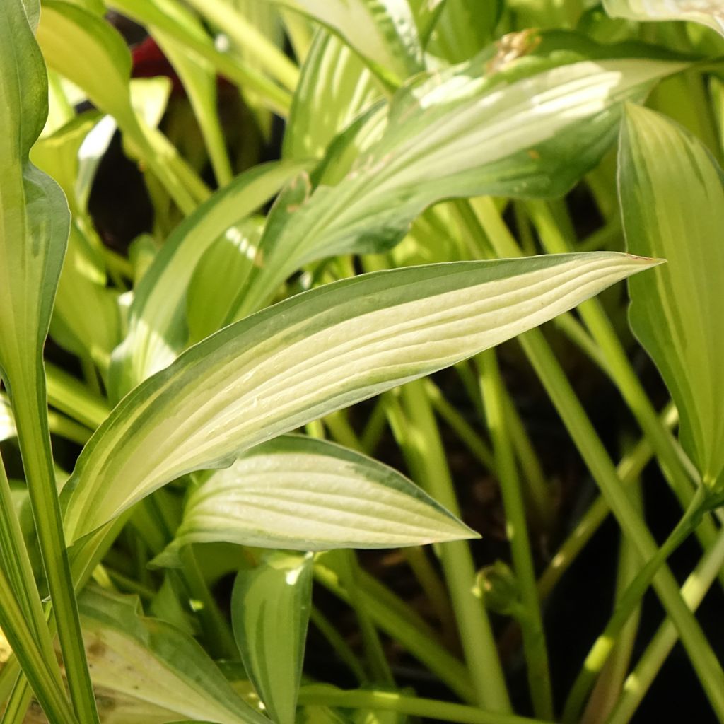Hosta Sizzle