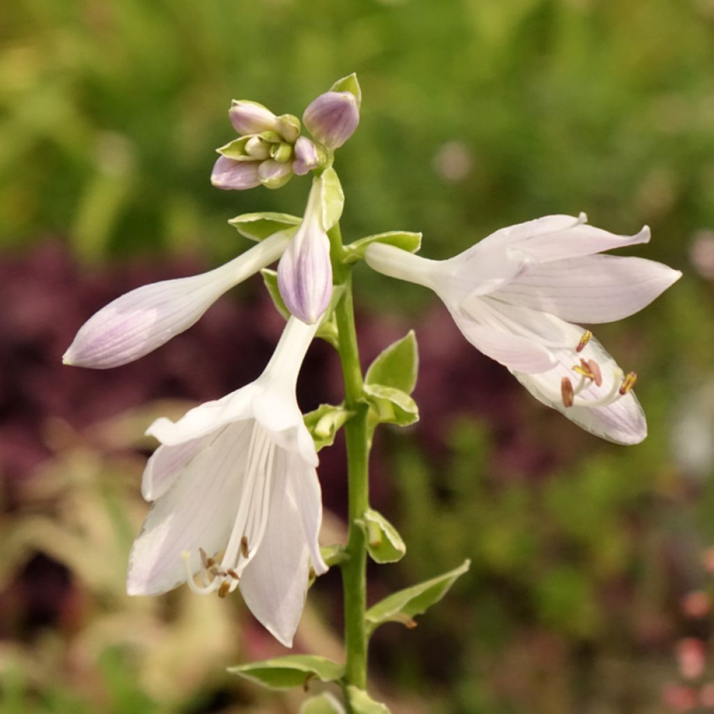 Hosta So Sweet