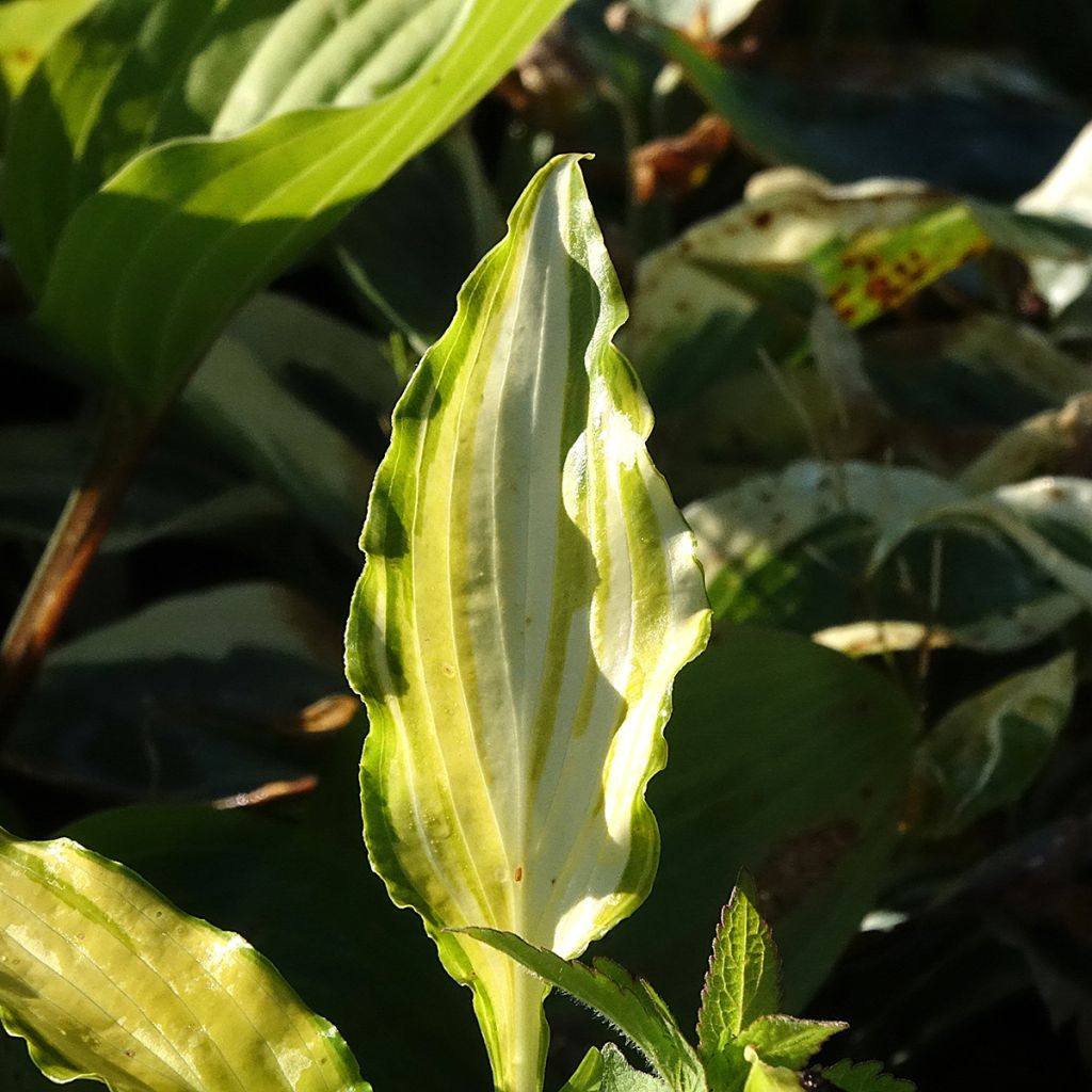 Hosta Spritzer