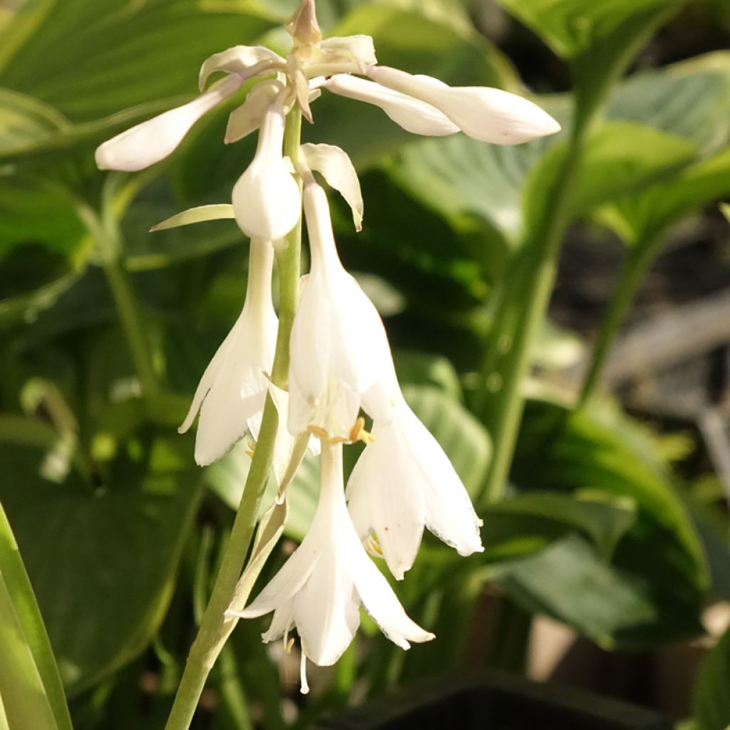 Hosta T Rex 