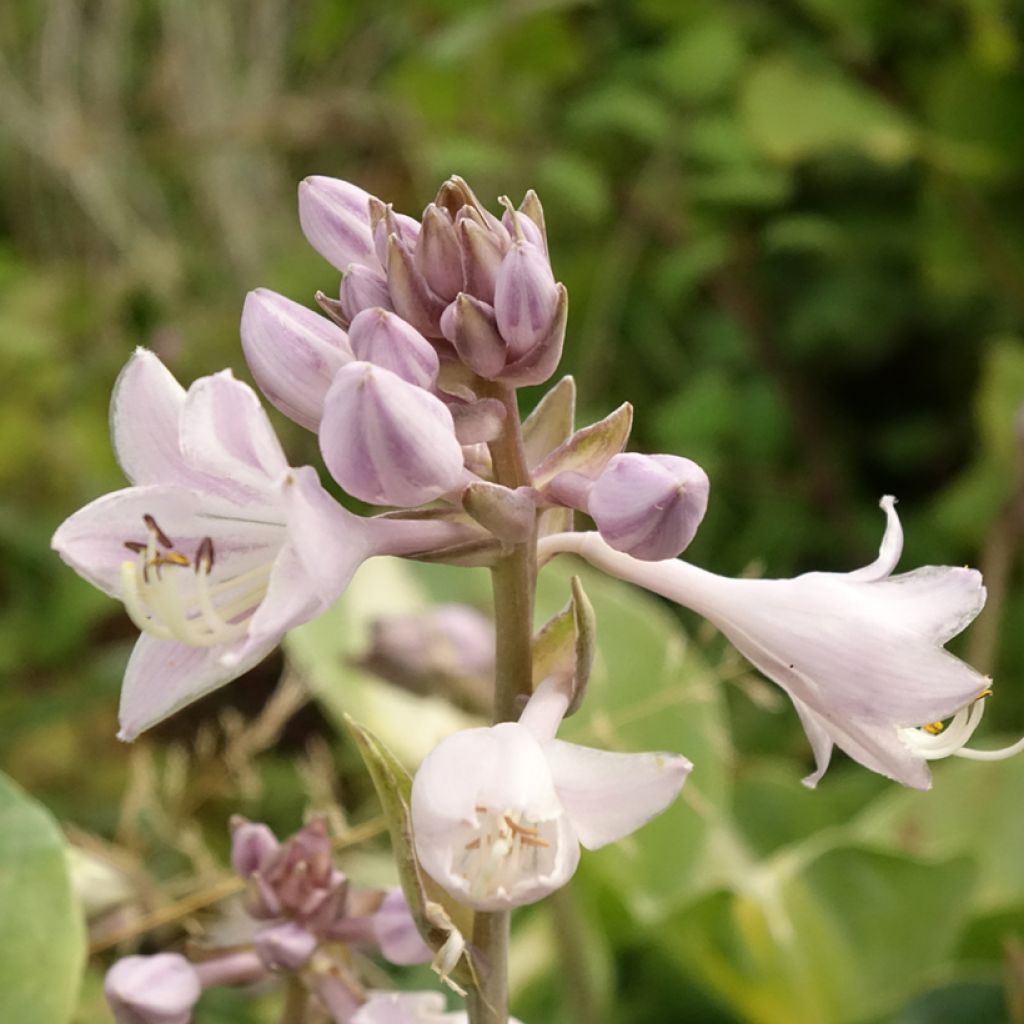 Hosta Touch Of Class