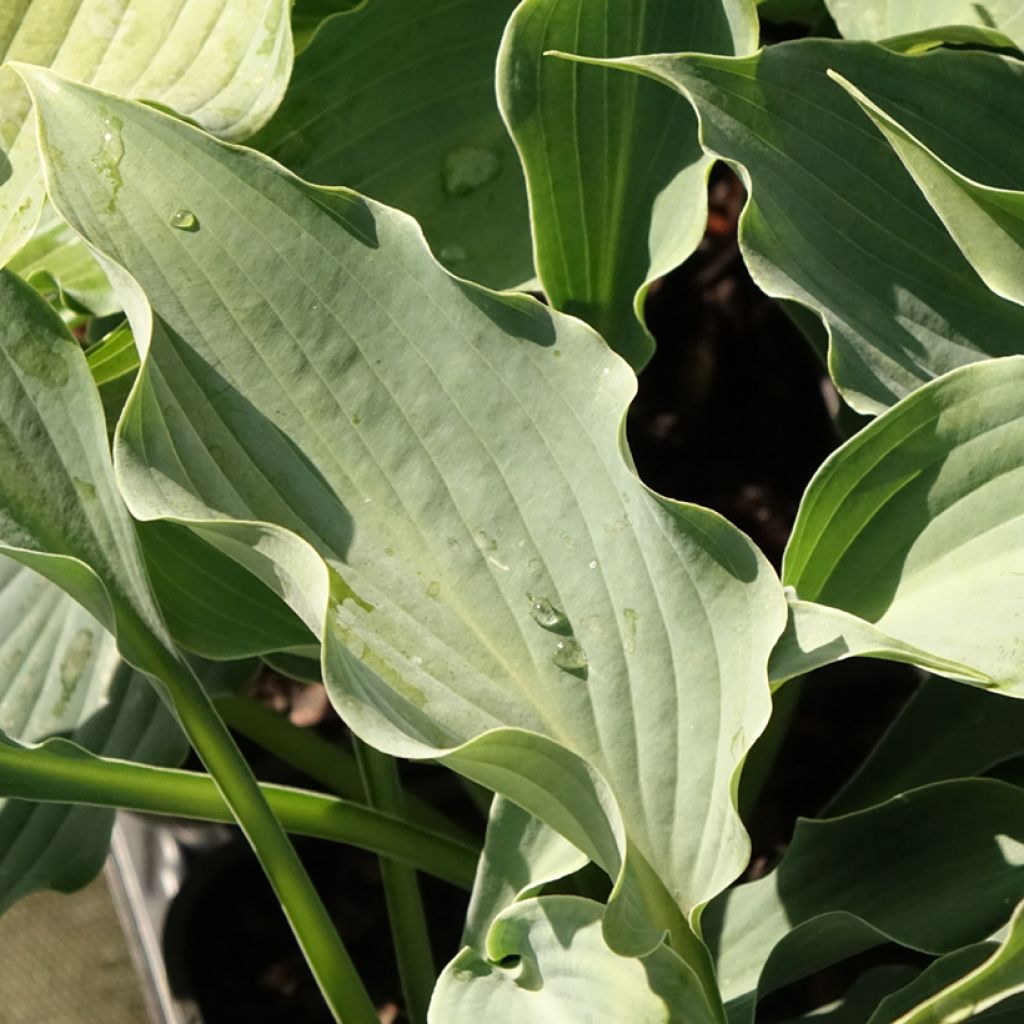 Hosta Waterslide