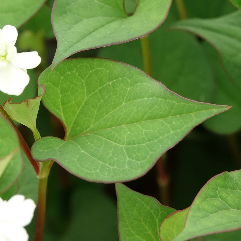 Houttuynia cordata - Coriandre des bois